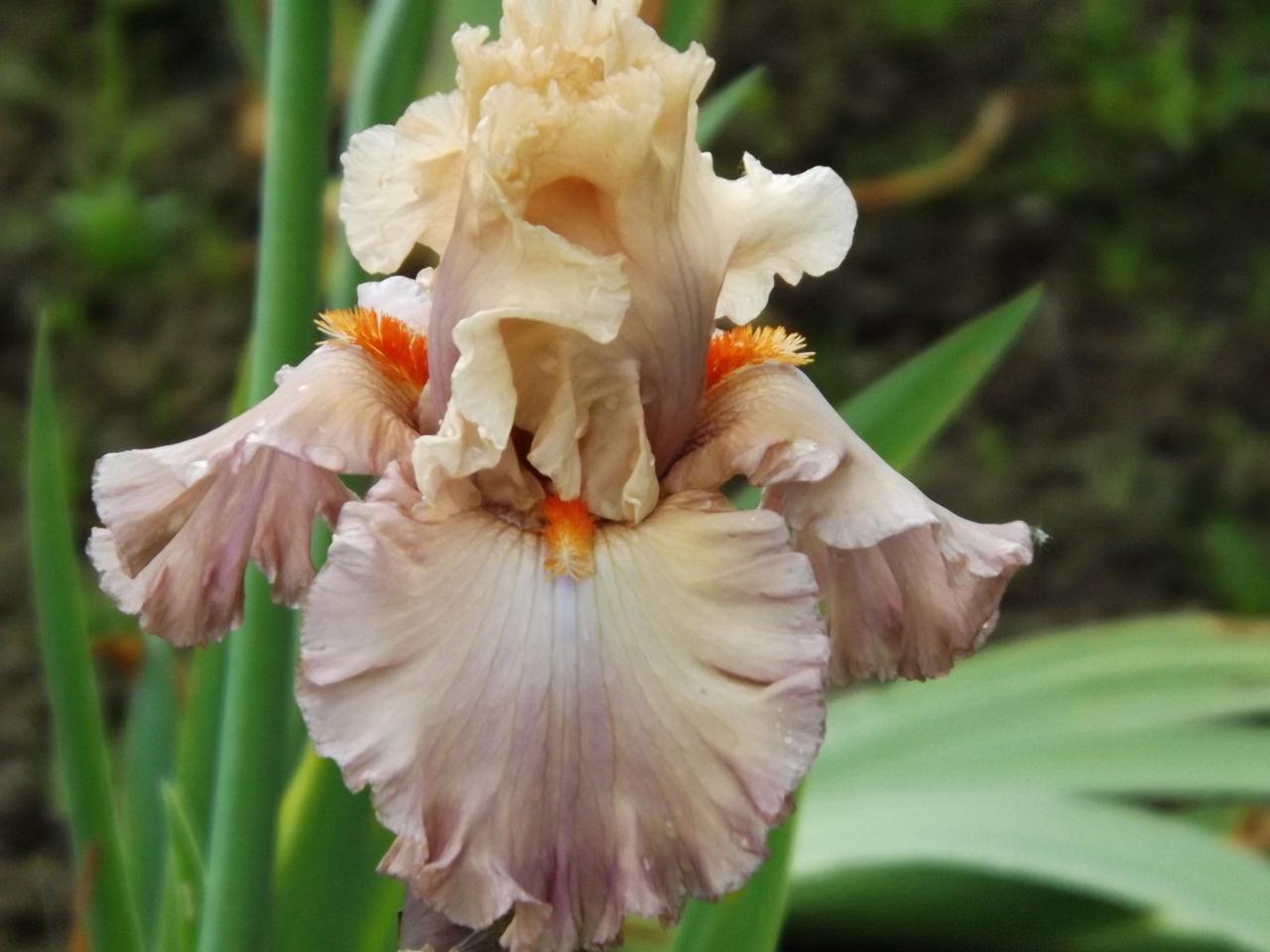 Photo of Tall Bearded Iris (Iris 'Looking Beautiful') uploaded by Calif_Sue