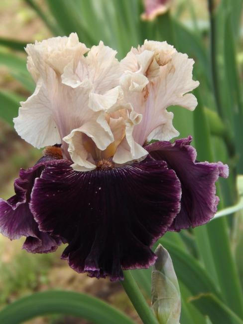 Photo of Tall Bearded Iris (Iris 'Jamaica Me Crazy') uploaded by Calif_Sue