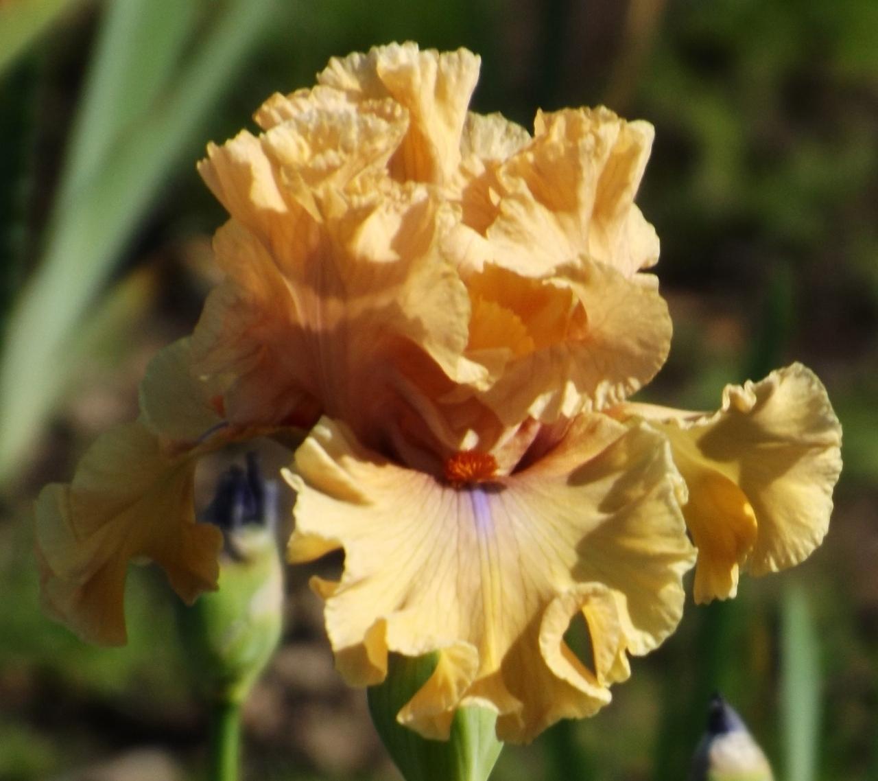 Photo of Tall Bearded Iris (Iris 'Apricot Already') uploaded by Calif_Sue