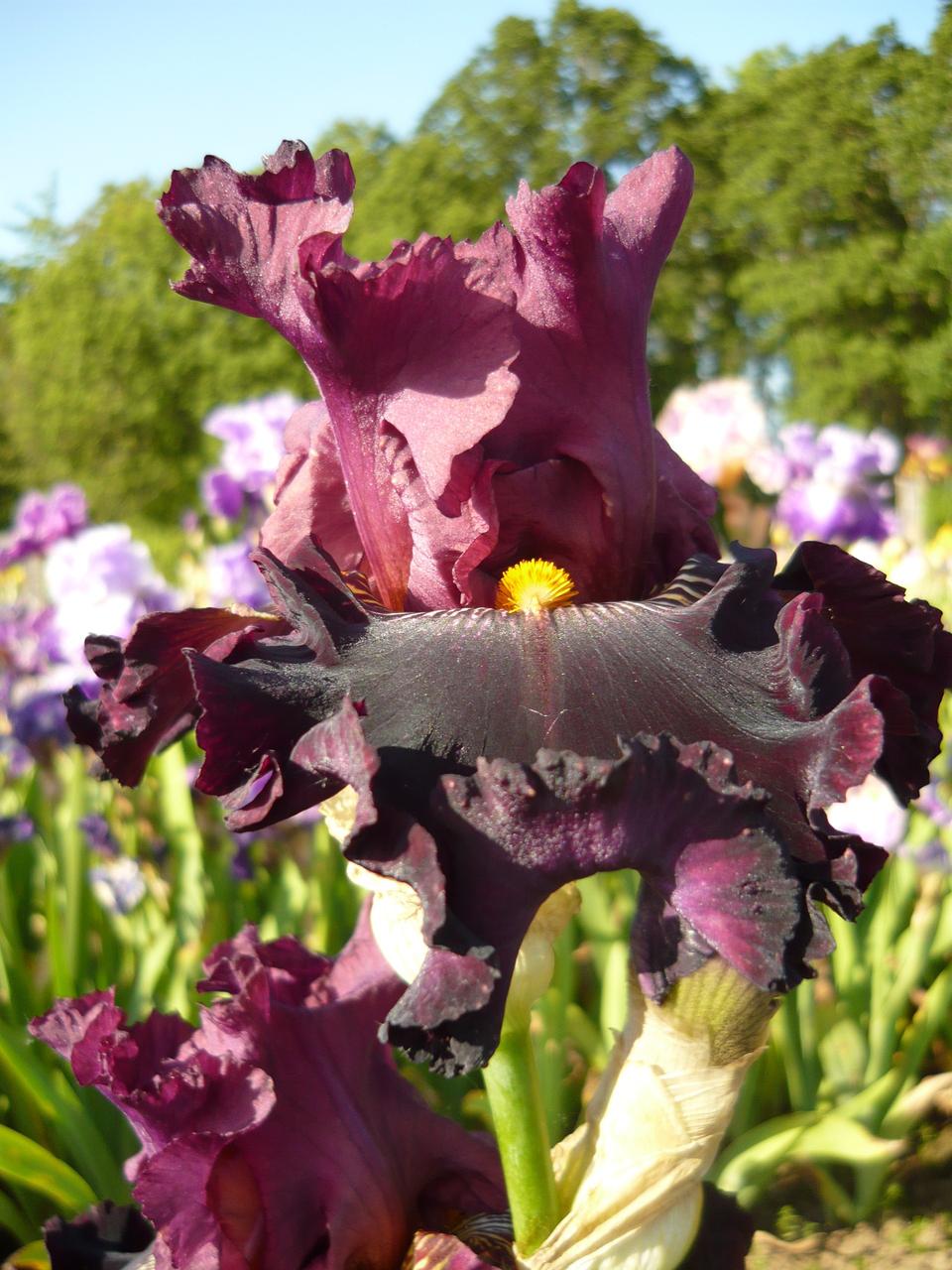 Photo of Tall Bearded Iris (Iris 'Buccaneer's Prize') uploaded by Calif_Sue