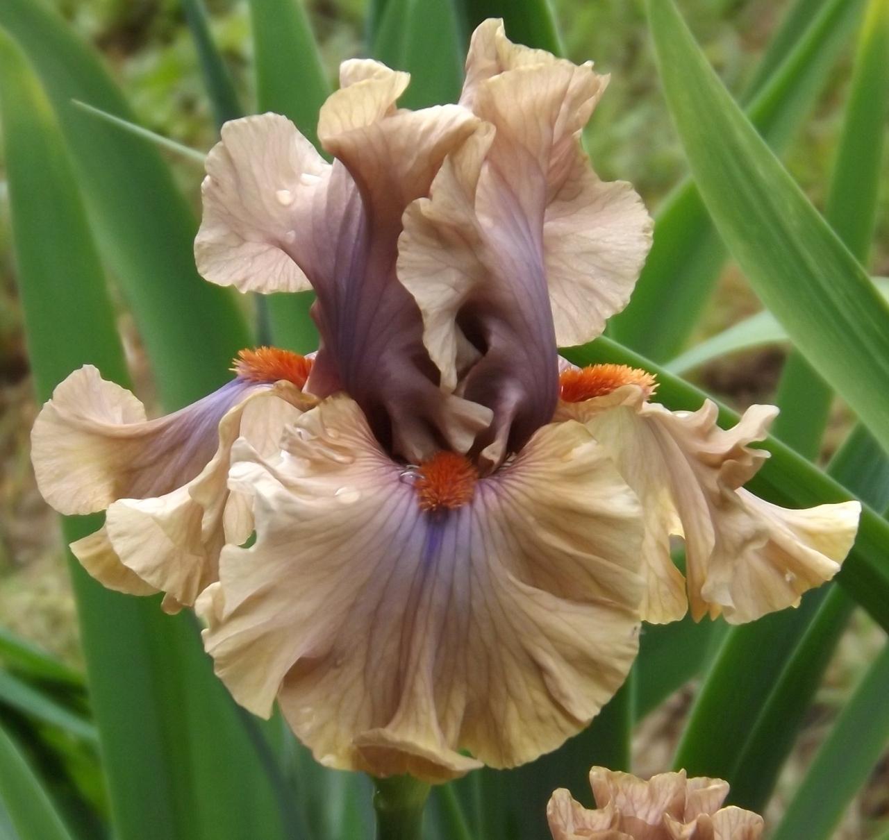 Photo of Tall Bearded Iris (Iris 'Jealous Guy') uploaded by Calif_Sue