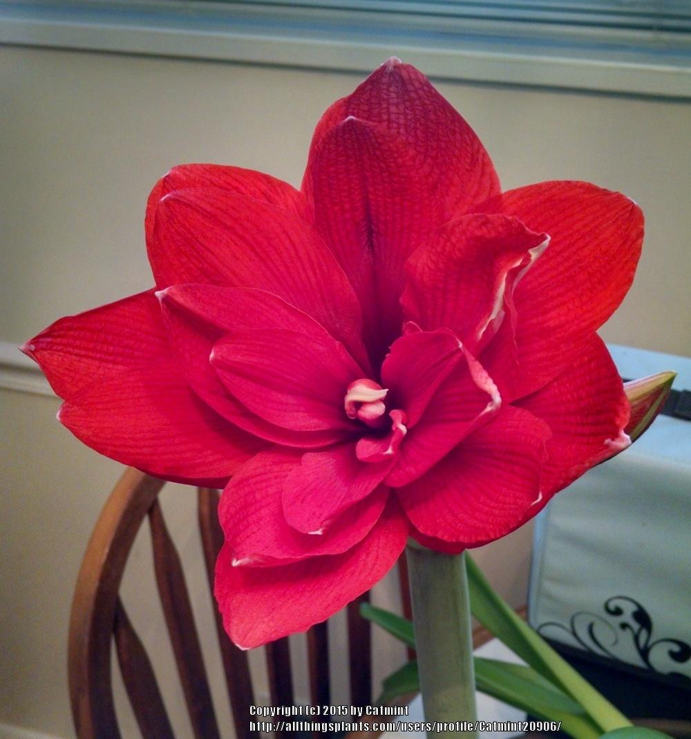 Photo of Amaryllis (Hippeastrum 'Double Dragon') uploaded by Catmint20906