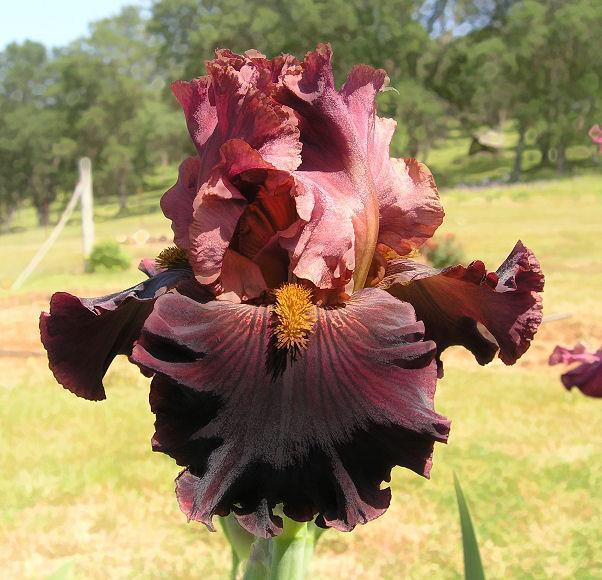 Photo of Tall Bearded Iris (Iris 'Smoky Shadows') uploaded by Misawa77