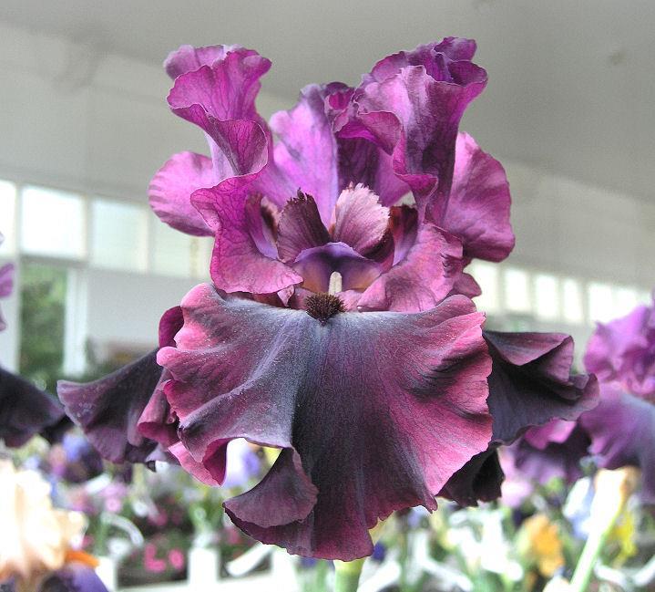 Photo of Tall Bearded Iris (Iris 'Silken Trim') uploaded by Misawa77