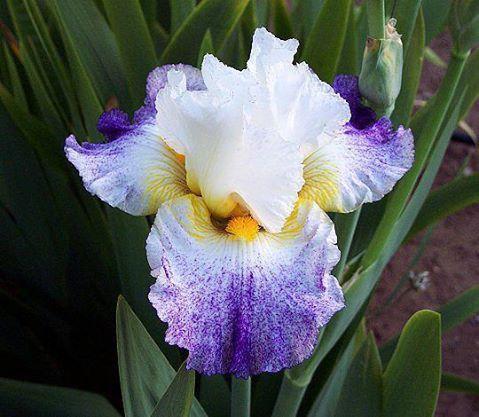 Photo of Tall Bearded Iris (Iris 'Arctic Burst') uploaded by Misawa77