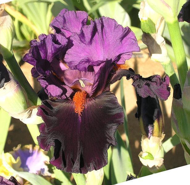 Photo of Tall Bearded Iris (Iris 'Sharp Dressed Man') uploaded by Misawa77