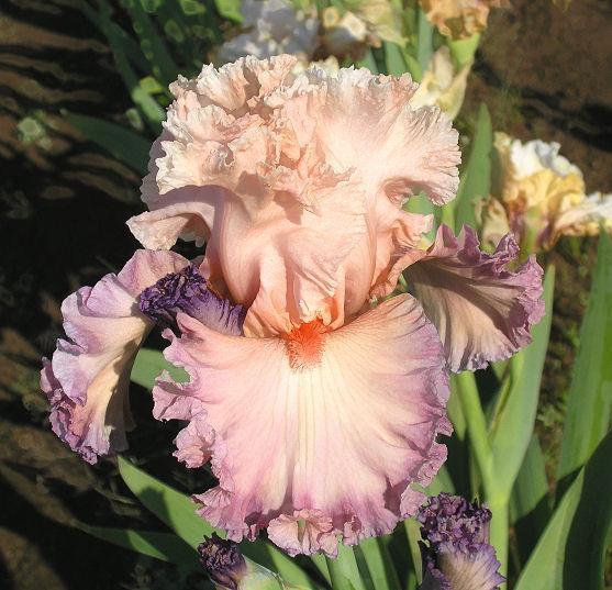 Photo of Tall Bearded Iris (Iris 'Bowled Over') uploaded by Misawa77