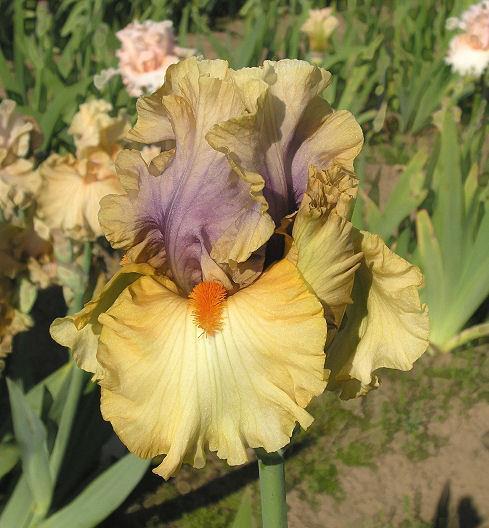 Photo of Tall Bearded Iris (Iris 'Broome Sunset') uploaded by Misawa77