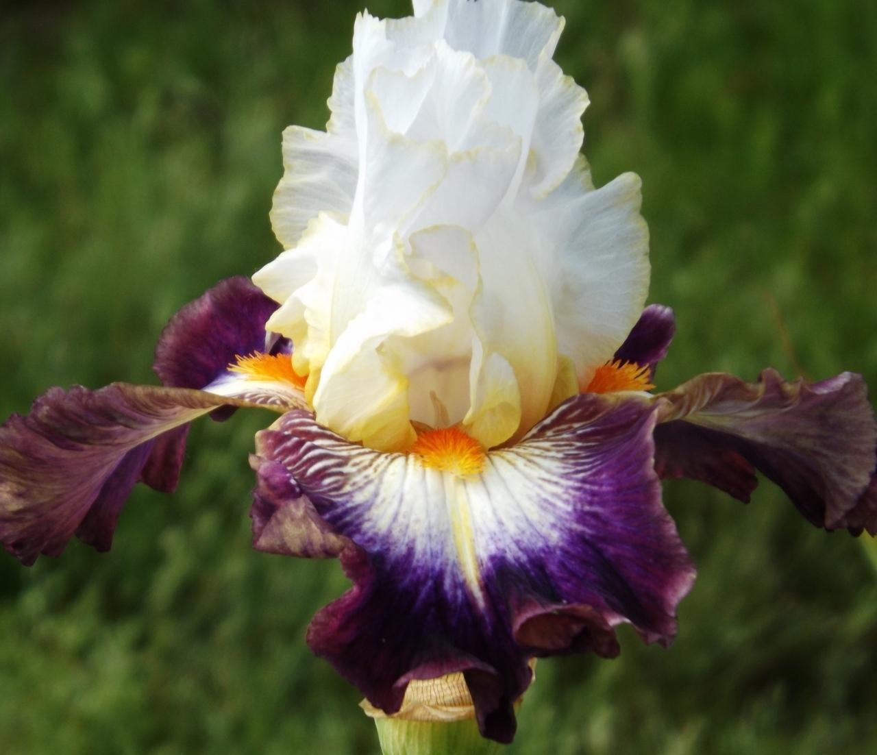 Photo of Tall Bearded Iris (Iris 'Mindful') uploaded by Calif_Sue