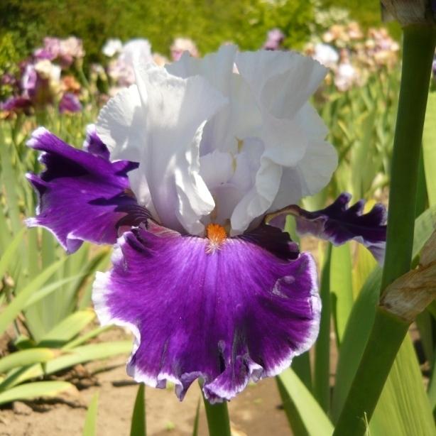 Photo of Tall Bearded Iris (Iris 'Merry Amigo') uploaded by Calif_Sue