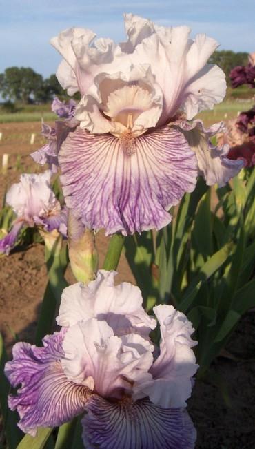 Photo of Tall Bearded Iris (Iris 'Reckless in Denim') uploaded by Calif_Sue