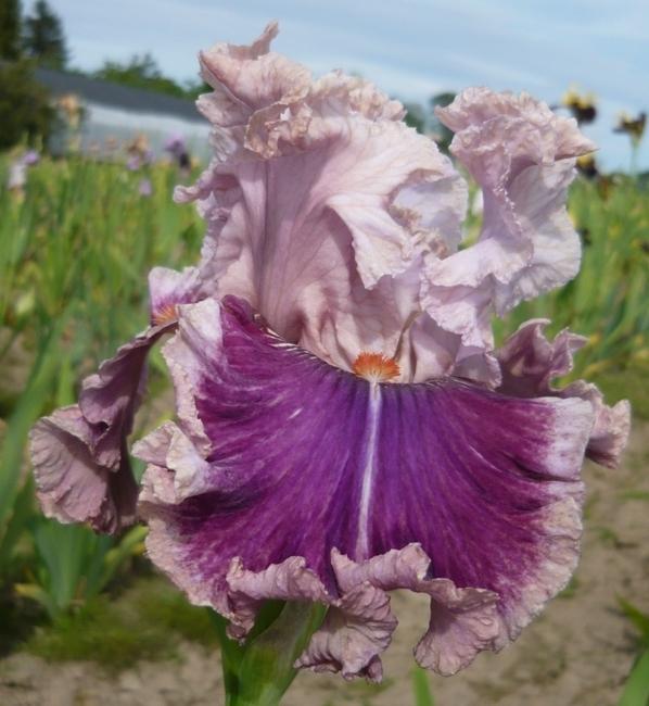 Photo of Tall Bearded Iris (Iris 'Oxford Countess') uploaded by Calif_Sue
