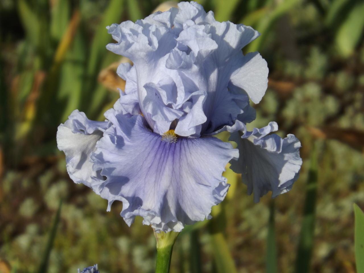 Photo of Tall Bearded Iris (Iris 'Platinum Passion') uploaded by Calif_Sue
