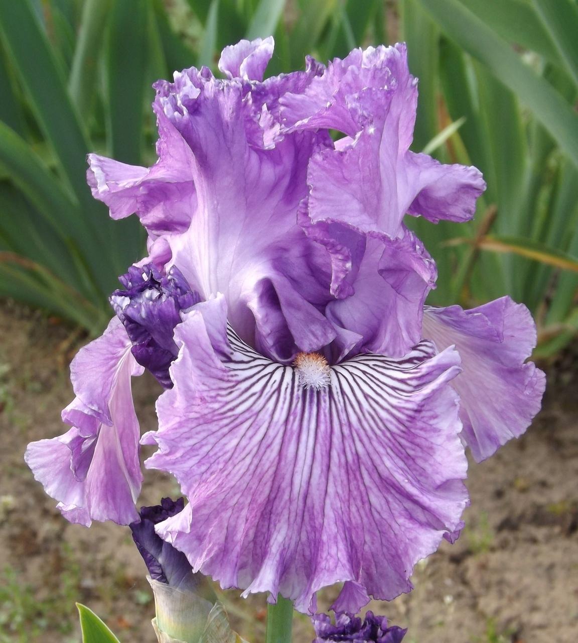 Photo of Tall Bearded Iris (Iris 'Mulberry Magic') uploaded by Calif_Sue