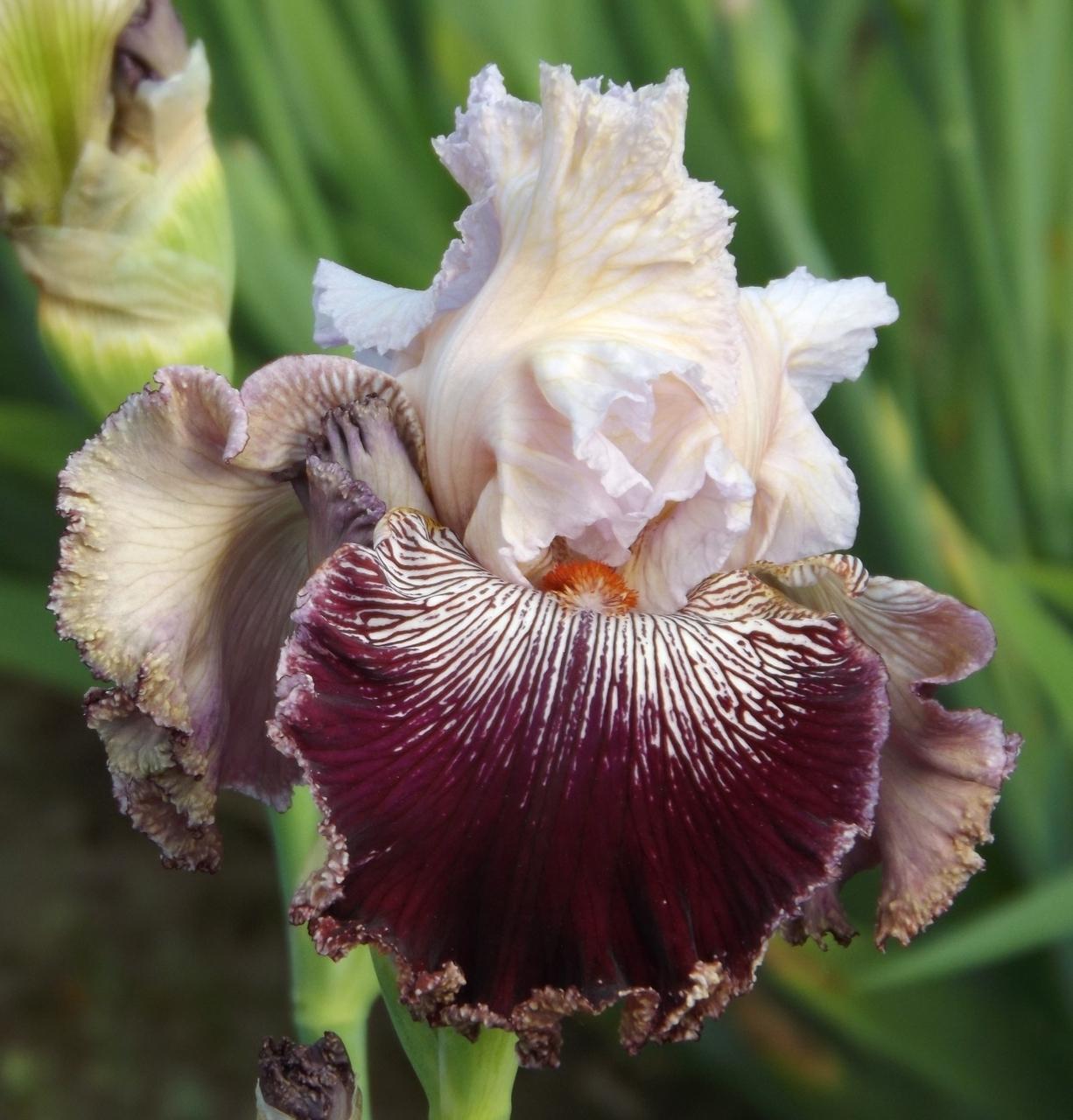 Photo of Tall Bearded Iris (Iris 'Samba Queen') uploaded by Calif_Sue