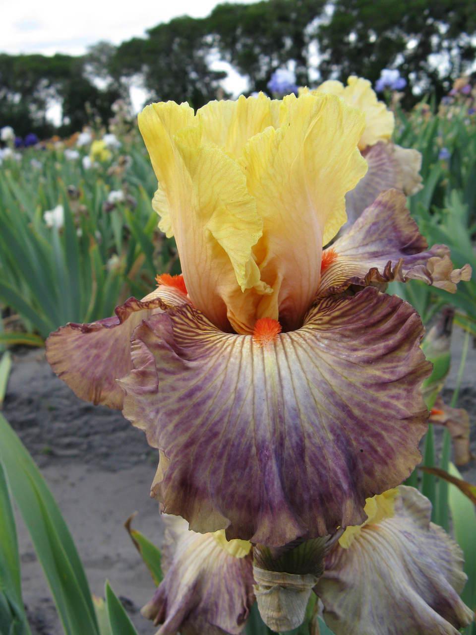 Photo of Tall Bearded Iris (Iris 'Samarkand Road') uploaded by Calif_Sue