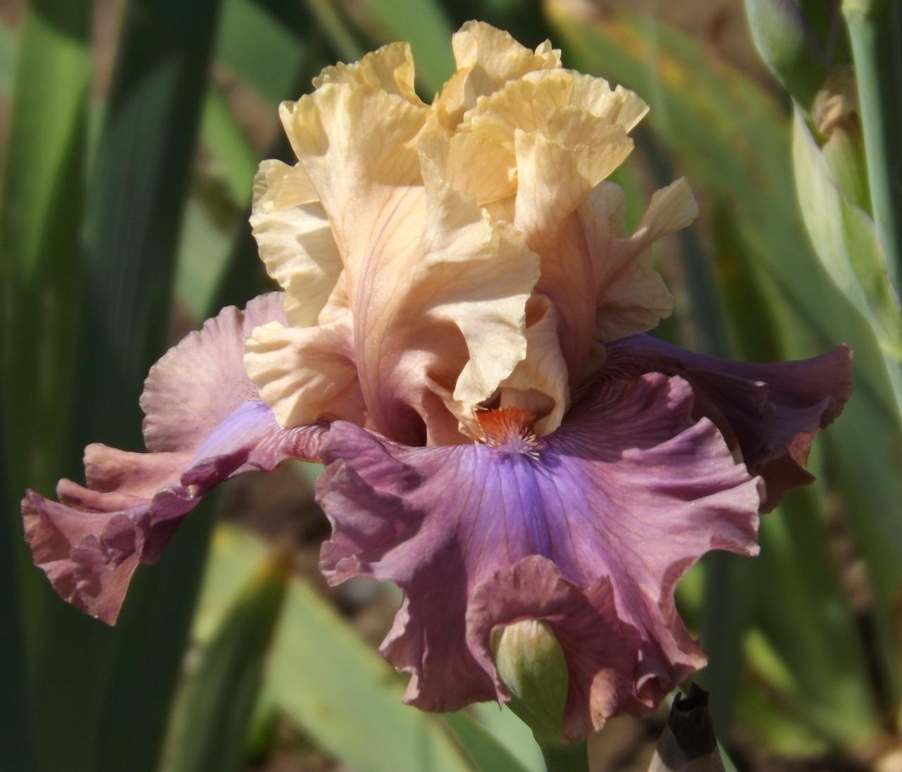 Photo of Tall Bearded Iris (Iris 'Show Your Colours') uploaded by Calif_Sue