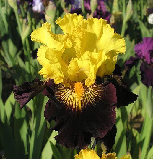 Photo of Tall Bearded Iris (Iris 'Pirate Ahoy') uploaded by Misawa77