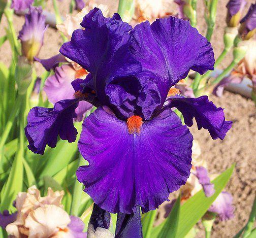 Photo of Tall Bearded Iris (Iris 'Paul Black') uploaded by Misawa77