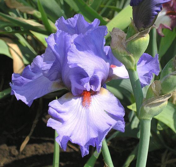 Photo of Tall Bearded Iris (Iris 'Pacific Fire') uploaded by Misawa77