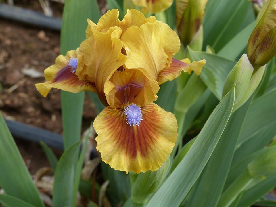 Photo of Standard Dwarf Bearded Iris (Iris 'Feel the Heat') uploaded by Misawa77