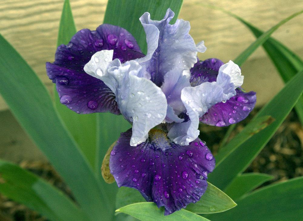 Photo of Intermediate Bearded Iris (Iris 'Mariposa Wizard') uploaded by TiaLee