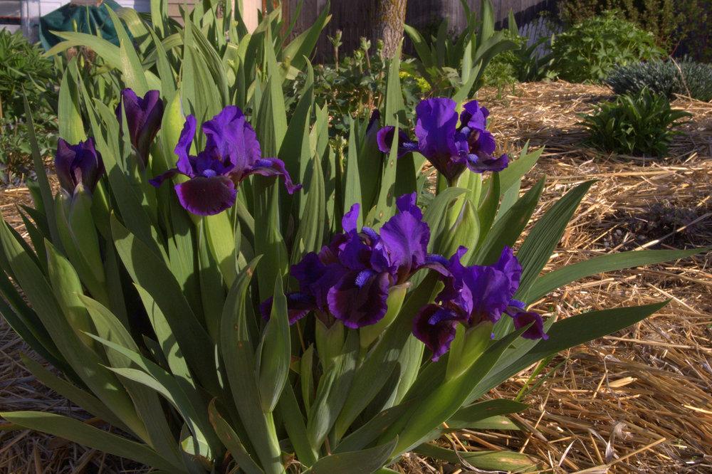 Photo of Standard Dwarf Bearded Iris (Iris 'Razzle-Dazzle') uploaded by TiaLee