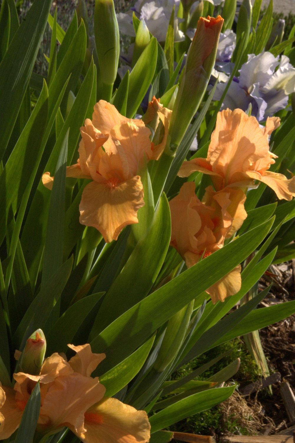 Photo of Standard Dwarf Bearded Iris (Iris 'Cherokee Sunrise') uploaded by TiaLee