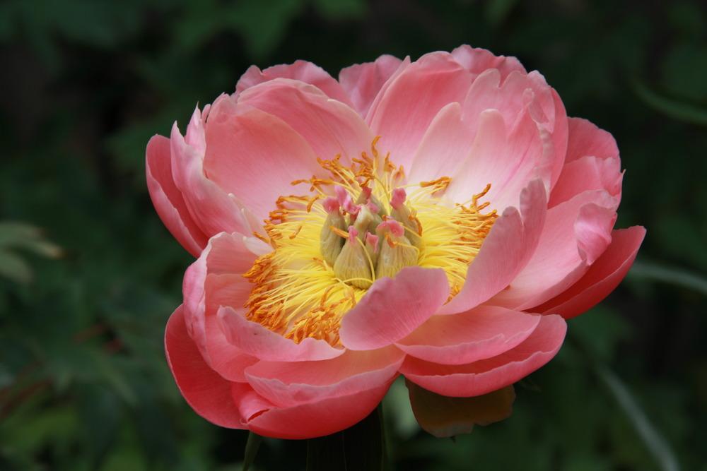 Photo of Peony (Paeonia 'Coral Sunset') uploaded by admin