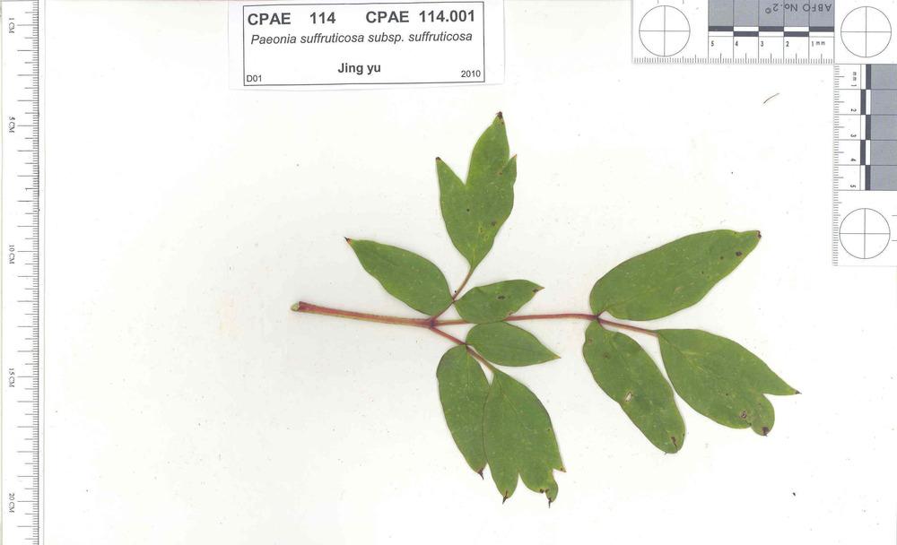 Photo of Chinese Tree Peony (Paeonia x suffruticosa 'Jing Yu') uploaded by admin