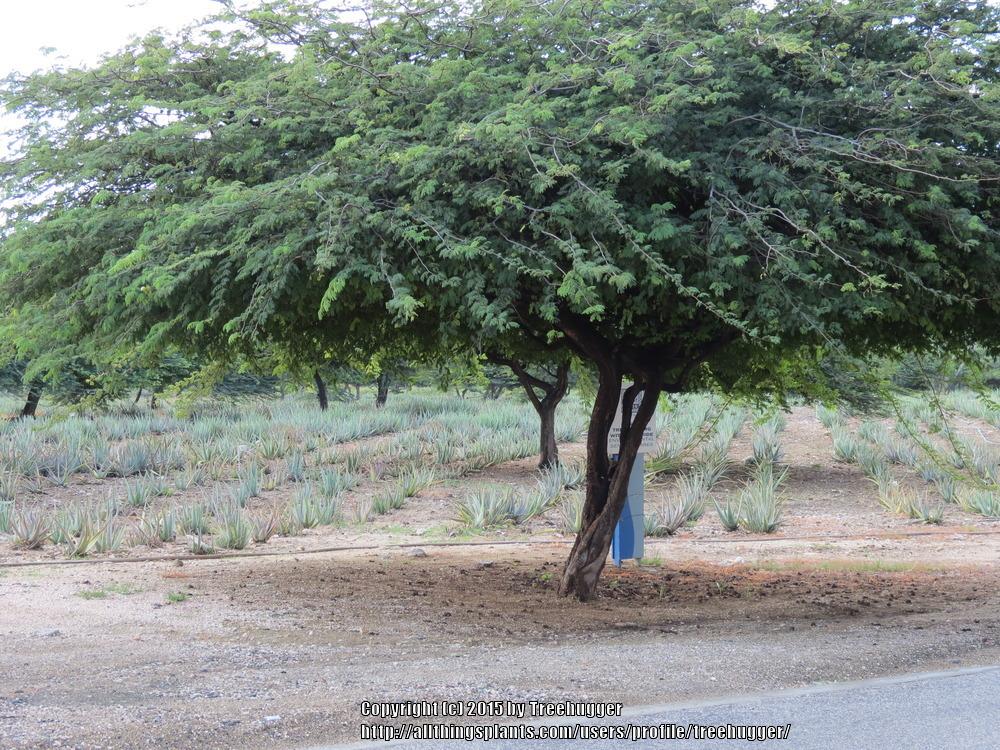 Photo of Aloe Vera (Aloe vera) uploaded by treehugger