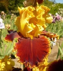 Photo of Tall Bearded Iris (Iris 'Stop the Traffic') uploaded by Calif_Sue