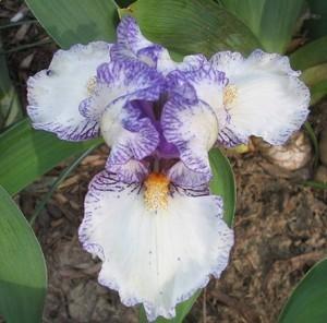 Photo of Standard Dwarf Bearded Iris (Iris 'Dollop') uploaded by Calif_Sue