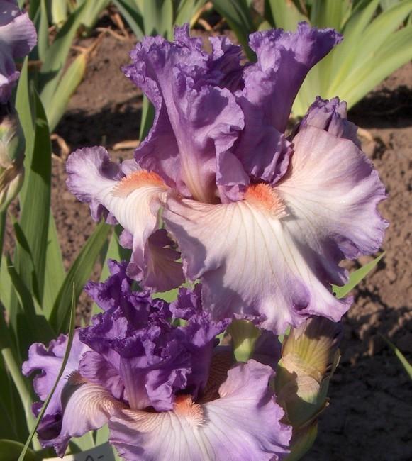 Photo of Border Bearded Iris (Iris 'Imbroglio') uploaded by Calif_Sue