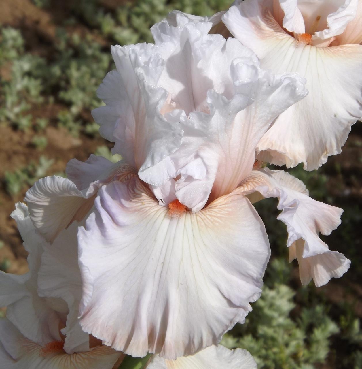 Photo of Tall Bearded Iris (Iris 'Silky Moment') uploaded by Calif_Sue