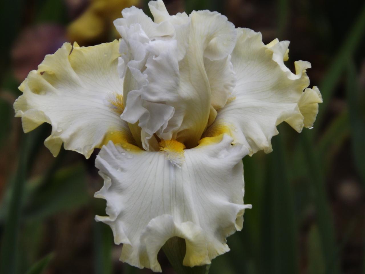 Photo of Tall Bearded Iris (Iris 'Sugar Bomb') uploaded by Calif_Sue