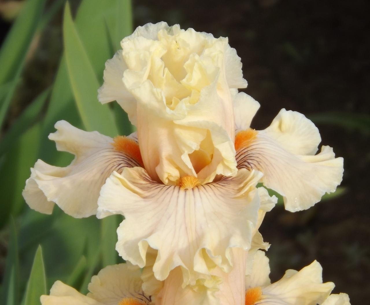 Photo of Tall Bearded Iris (Iris 'Cotillion Gown') uploaded by Calif_Sue