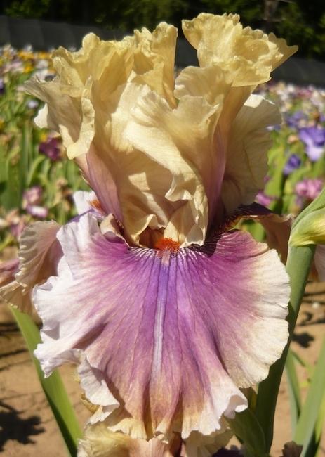 Photo of Tall Bearded Iris (Iris 'Smoke and Thunder') uploaded by Calif_Sue