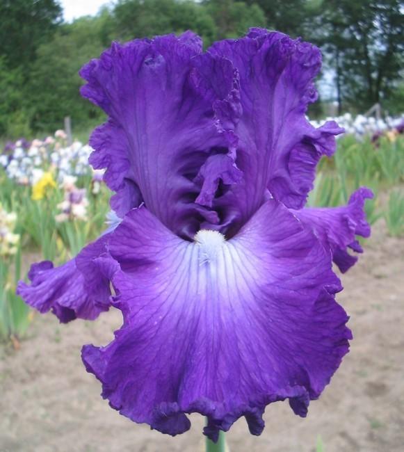 Photo of Tall Bearded Iris (Iris 'Aristocracy') uploaded by Calif_Sue