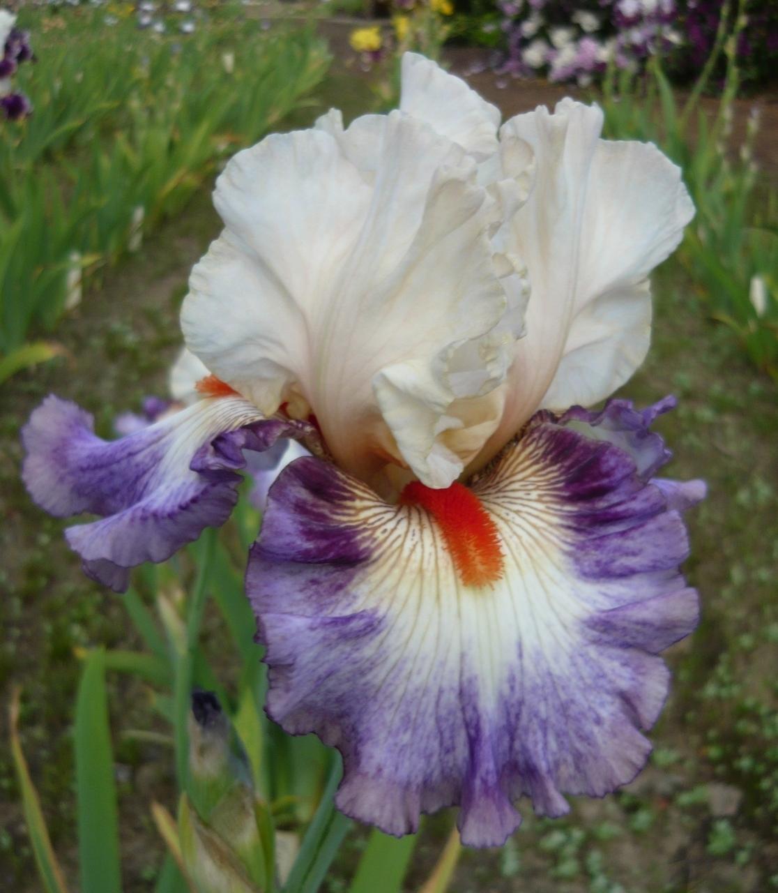 Photo of Tall Bearded Iris (Iris 'Tango Express') uploaded by Calif_Sue