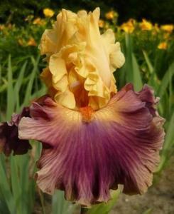 Photo of Tall Bearded Iris (Iris 'Taffeta Tantrum') uploaded by Calif_Sue