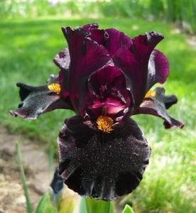 Photo of Standard Dwarf Bearded Iris (Iris 'Devil's Night') uploaded by Calif_Sue
