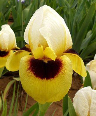 Photo of Arilbred Iris (Iris 'Dragon's Eye') uploaded by Misawa77