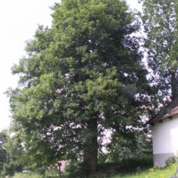 Location: Odranec CZ, Memorable tree,the circumference of the trunk 490 cm, height 24 m, age  about 280 years
Date: 2011-06-08
Photo courtesy of: BíláVrána