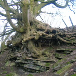 Location: Sycamore roots at Auchenskeith Quarry, near Kilwinning, North Ayrshire, Scotland
Date: 2010-03-12
Photo courtesy of: Rosser1954 Roger Griffith
