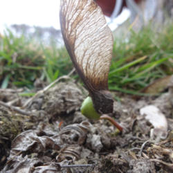 Location: sprouted seed
Date: 2014-05-03
Photo courtesy of: Michael Bauer