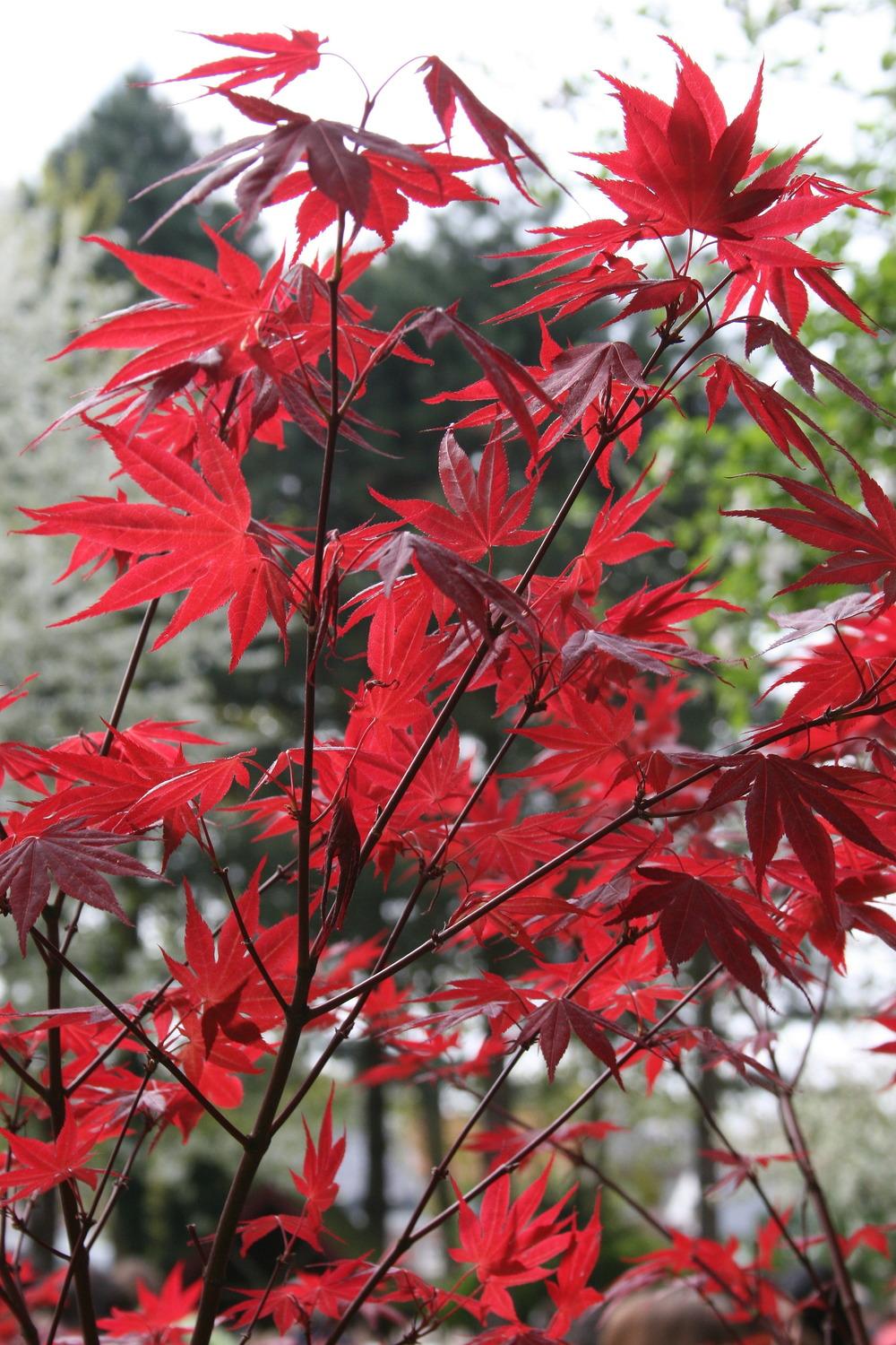 Photo of Japanese Maple (Acer palmatum var. amoenum 'Oshio Beni') uploaded by admin