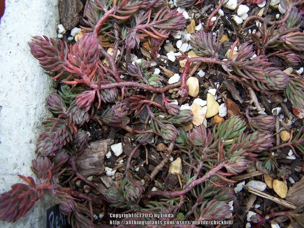Photo of Stonecrop (Petrosedum rupestre subsp. rupestre 'Sandy's Silver Crest') uploaded by chickhill