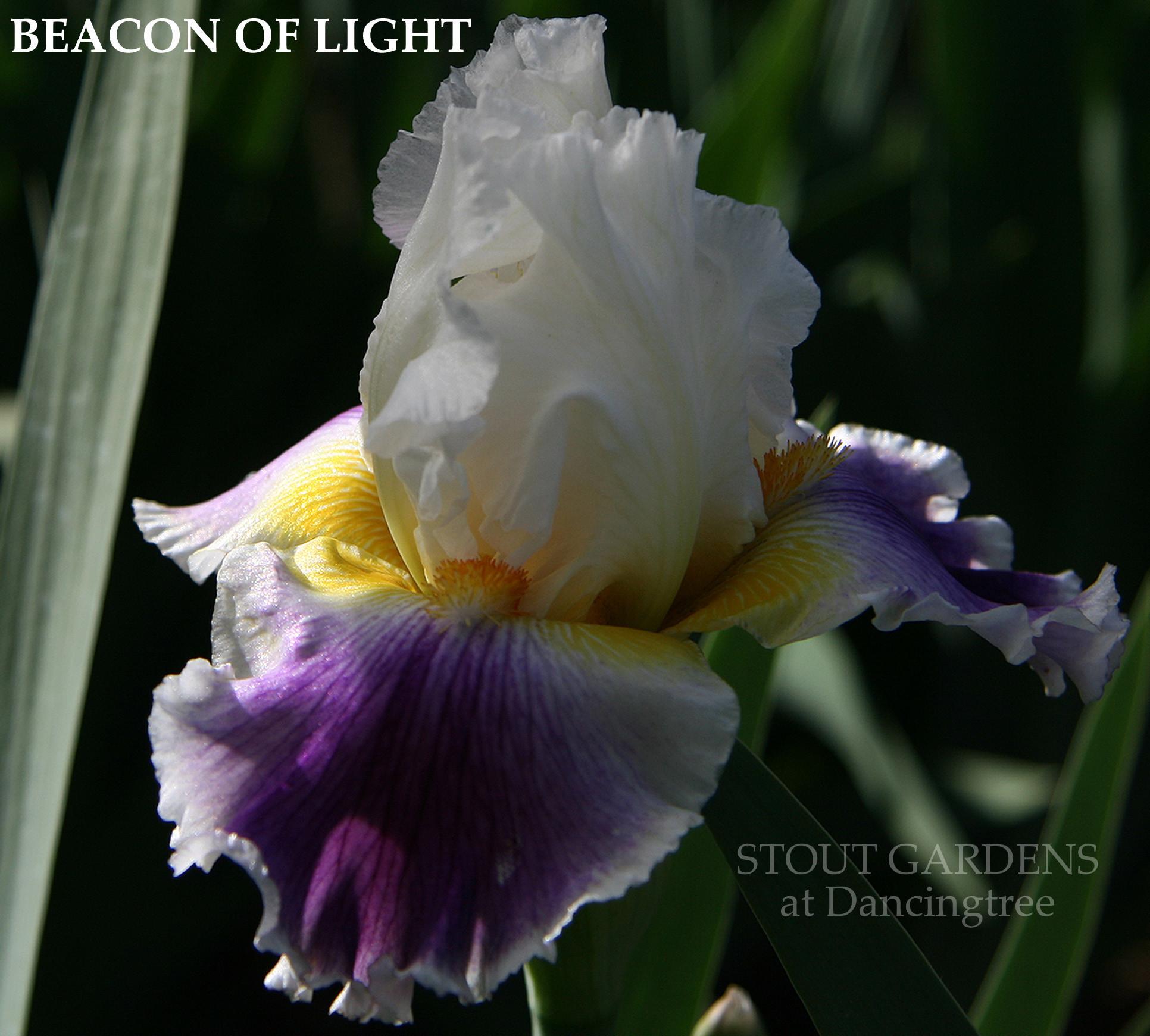 Photo of Tall Bearded Iris (Iris 'Beacon of Light') uploaded by Calif_Sue