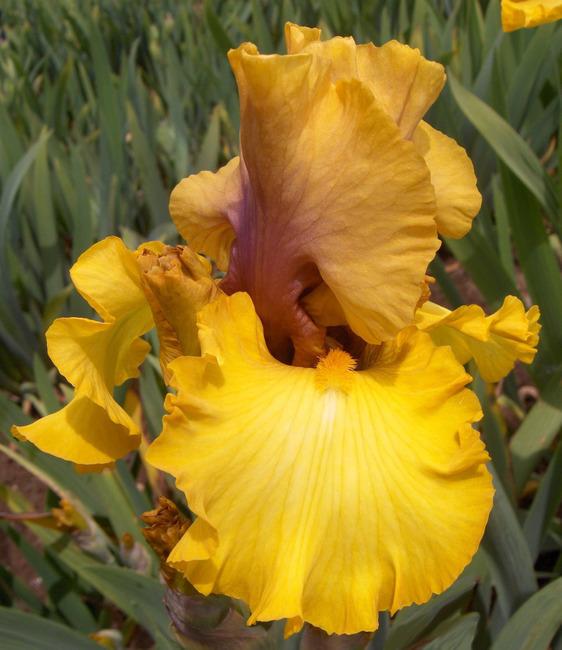 Photo of Tall Bearded Iris (Iris 'Nouveau Riche') uploaded by Calif_Sue